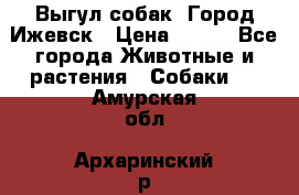 Выгул собак. Город Ижевск › Цена ­ 150 - Все города Животные и растения » Собаки   . Амурская обл.,Архаринский р-н